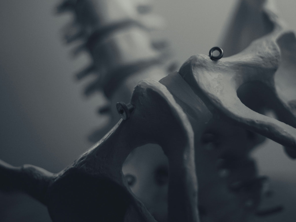 Close-up van een menselijk skelet, met de nadruk op het bekkengebied