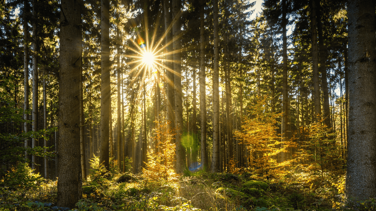 Zonnestralen dringen door een dicht bos en zorgen voor een warme, rustgevende lichtstemming – een symbool voor natuurlijke warmtetherapie en ontspanning